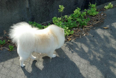 陽が刺す