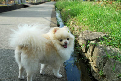 ふりむきぽめ