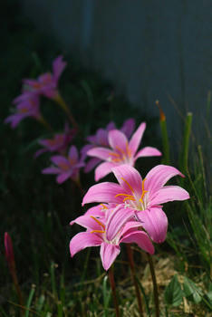 花花