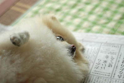 ゴロゴロ