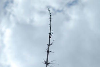 空模様
