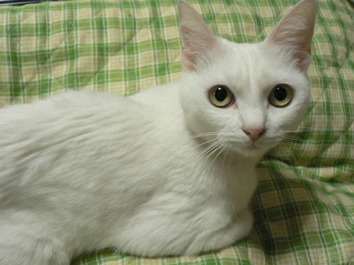 ねここ