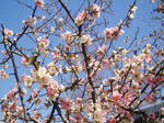 april-blossum-2.jpg