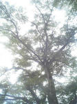 tree.jpg