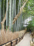 kyoto-200904.jpg