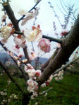 ume0803.jpg