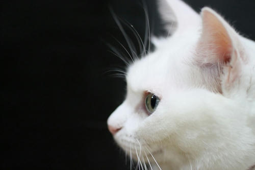 黒いカバンと猫 ぬこ のシロの横顔 猫 ぬこ ネコ ねこ 写真 画像いっぱい
