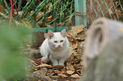 子猫 ぬこ の白猫の成長にびっくり 猫 ぬこ ネコ ねこ 写真 画像いっぱい