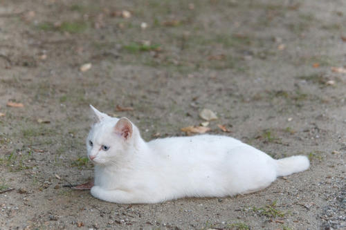やっぱり白猫 ぬこ はかわいいですね 猫 ぬこ ネコ ねこ 写真 画像いっぱい