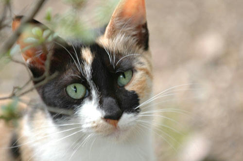 三毛猫 みけぬこ ってオスはいないの メスだけって本当 猫 ぬこ ネコ ねこ 写真 画像いっぱい