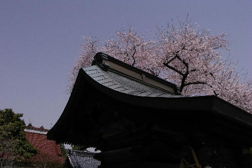 桜神社