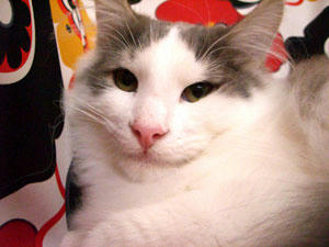uma080106.jpg