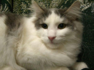 080128uma.jpg