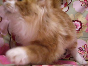 manga080128-2.jpg