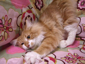 manga080128-4.jpg