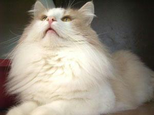 080203nana.jpg