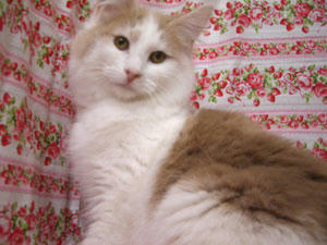 080205ata.jpg