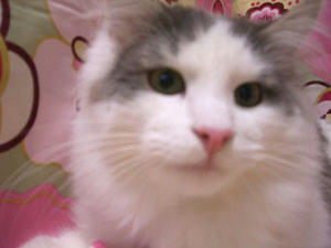 manga080211-1.jpg