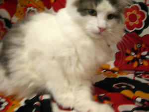 080218uma1.jpg