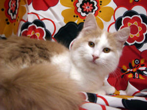 080302ata1.jpg