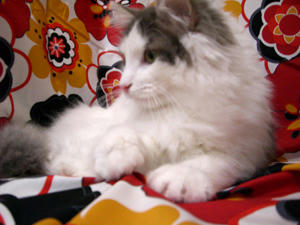 manga080308-1.jpg