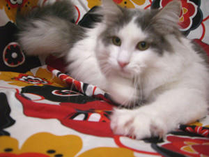 080315uma1.jpg