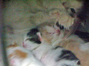 litterF080322.jpg