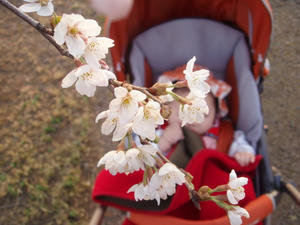桜より、おっぱいが欲しい…とか思ってそうな（笑