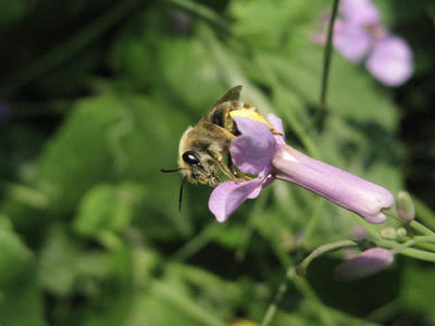 蜂