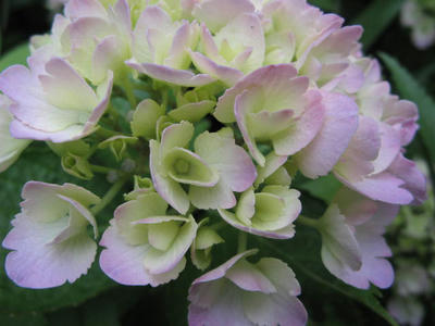 墨田の花火