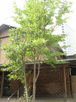 沙羅双樹と教会