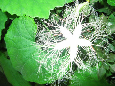 からすうりの花