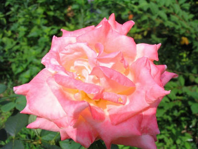 薔薇