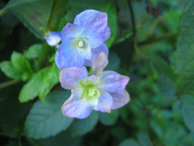 紫陽花?