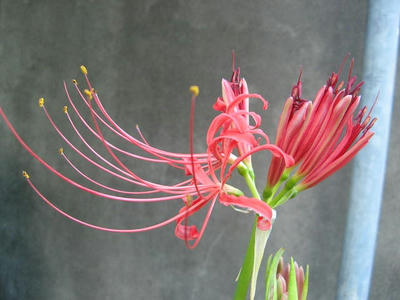彼岸花