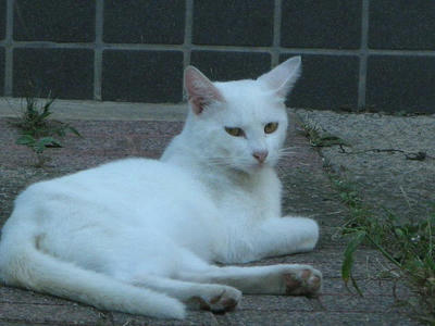 猫が好き