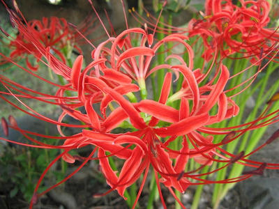 曼珠沙華