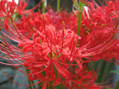 彼岸花