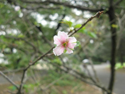 この花は何?