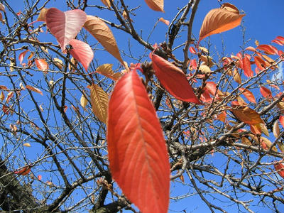 紅葉