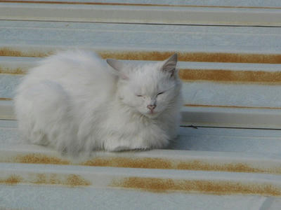 猫の昼寝