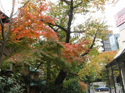 都心の紅葉