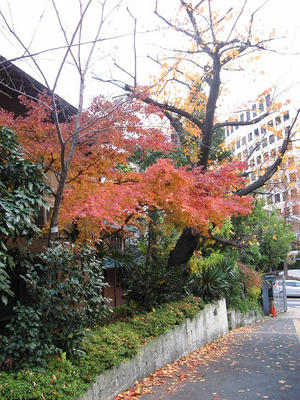 まだ紅葉