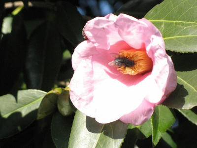 椿