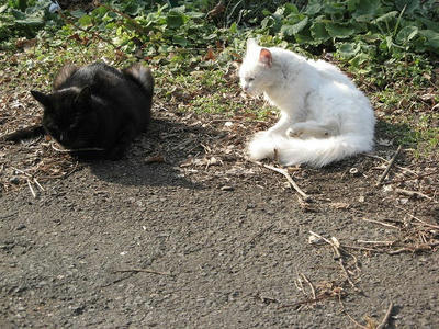 見守る妹猫