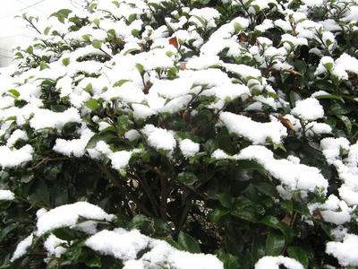 雪