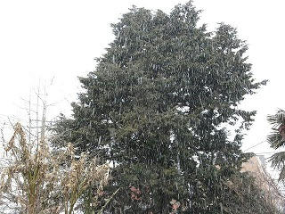 雪だぁ