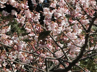 寒桜とメジロ