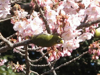 寒桜とメジロ