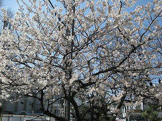  桜満開